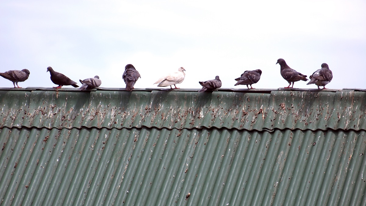 the health risks associated with pigeon droppings