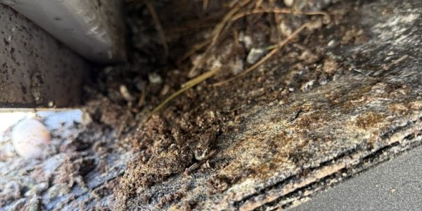 4C09C5D0-2053-4B44-93B2-259FB5E34281_1_105_c