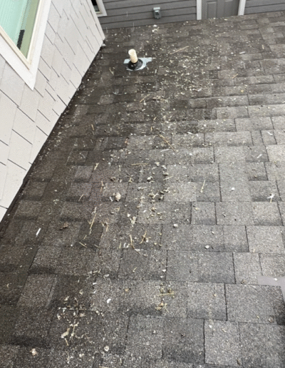 Pigeon poop falling off the roof and into the yard